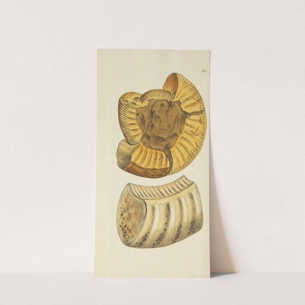 The mineral conchology of Great Britain Pl.479 by James Sowerby