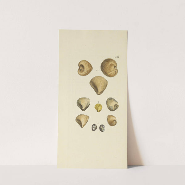 The mineral conchology of Great Britain Pl.480 by James Sowerby