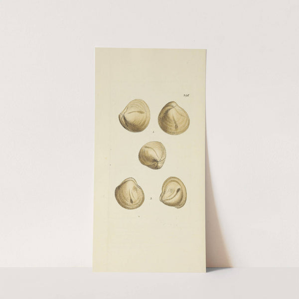 The mineral conchology of Great Britain Pl.481 by James Sowerby