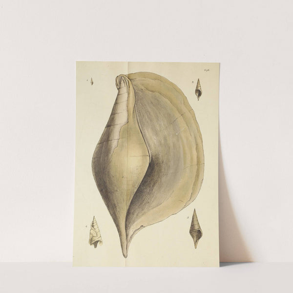 The mineral conchology of Great Britain Pl.483 by James Sowerby