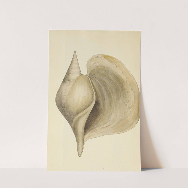 The mineral conchology of Great Britain Pl.484 by James Sowerby