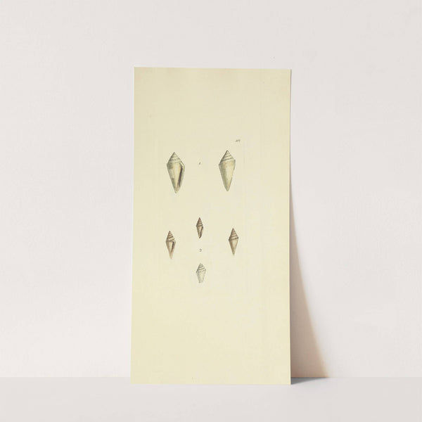 The mineral conchology of Great Britain Pl.486 by James Sowerby