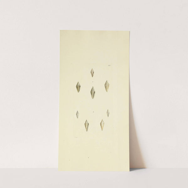 The mineral conchology of Great Britain Pl.487 by James Sowerby