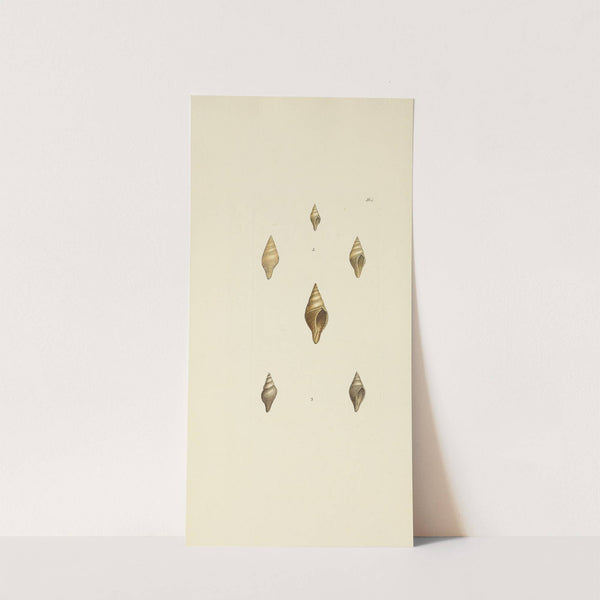 The mineral conchology of Great Britain Pl.488 by James Sowerby