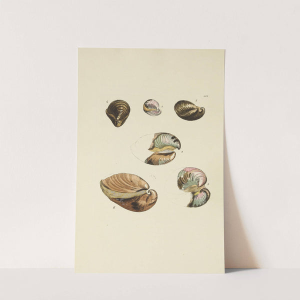 The mineral conchology of Great Britain Pl.489 by James Sowerby