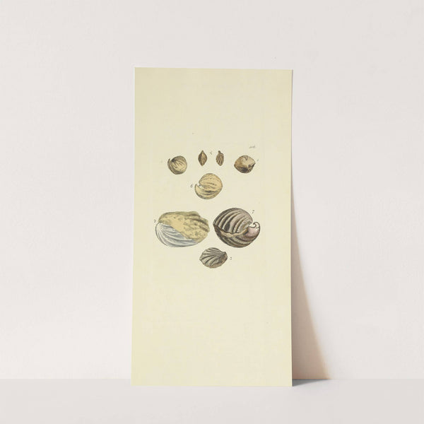 The mineral conchology of Great Britain Pl.490 by James Sowerby