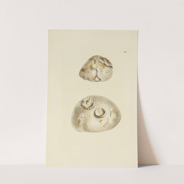 The mineral conchology of Great Britain Pl.491 by James Sowerby