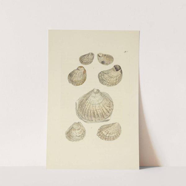 The mineral conchology of Great Britain Pl.492 by James Sowerby