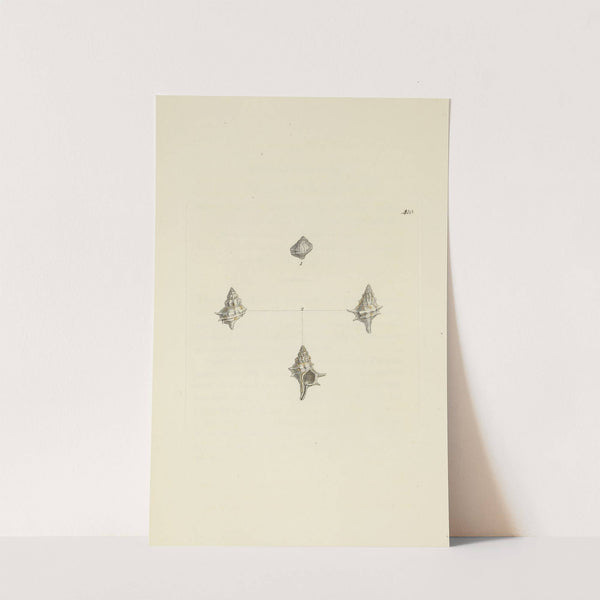 The mineral conchology of Great Britain Pl.493 by James Sowerby