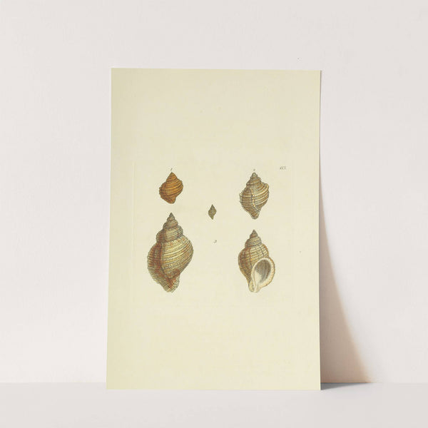 The mineral conchology of Great Britain Pl.496 by James Sowerby