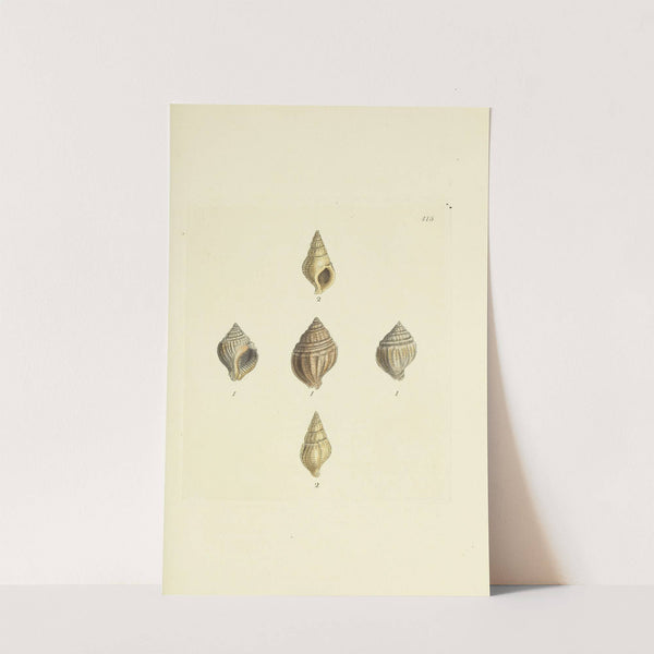 The mineral conchology of Great Britain Pl.498 by James Sowerby