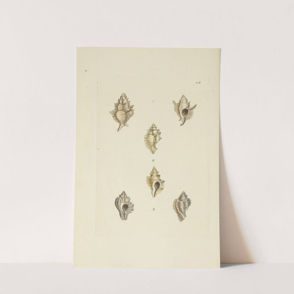 The mineral conchology of Great Britain Pl.499 by James Sowerby