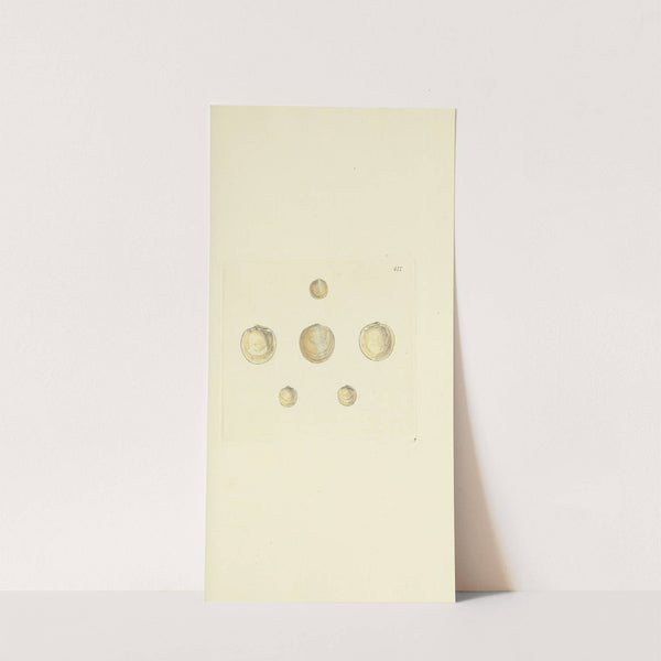 The mineral conchology of Great Britain Pl.500 by James Sowerby