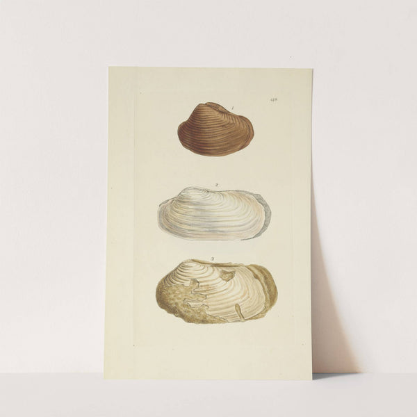 The mineral conchology of Great Britain Pl.502 by James Sowerby