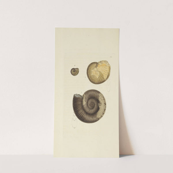 The mineral conchology of Great Britain Pl.503 by James Sowerby