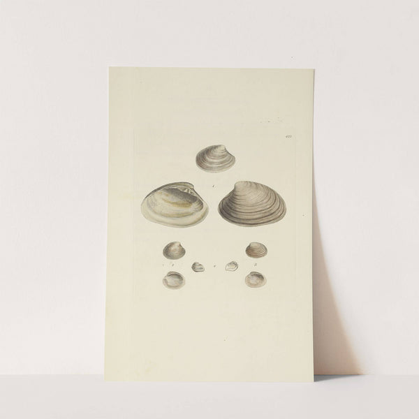 The mineral conchology of Great Britain Pl.504 by James Sowerby