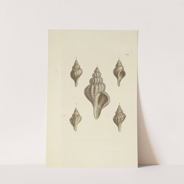 The mineral conchology of Great Britain Pl.505 by James Sowerby