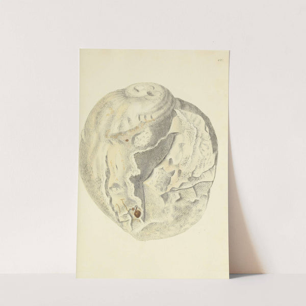 The mineral conchology of Great Britain Pl.509 by James Sowerby