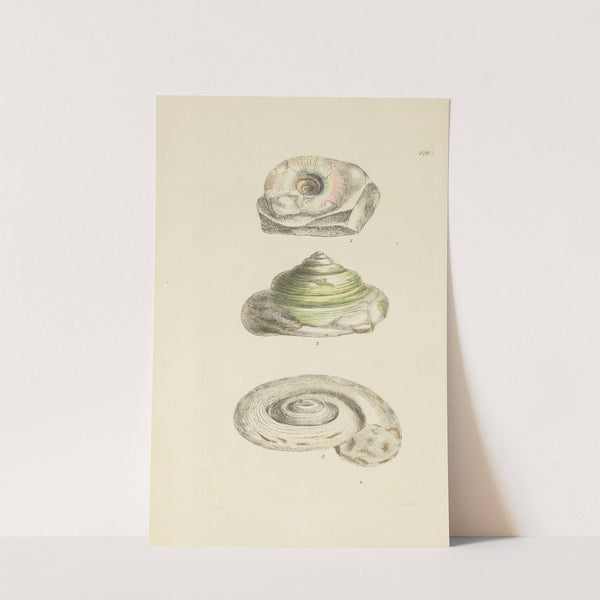 The mineral conchology of Great Britain Pl.510 by James Sowerby