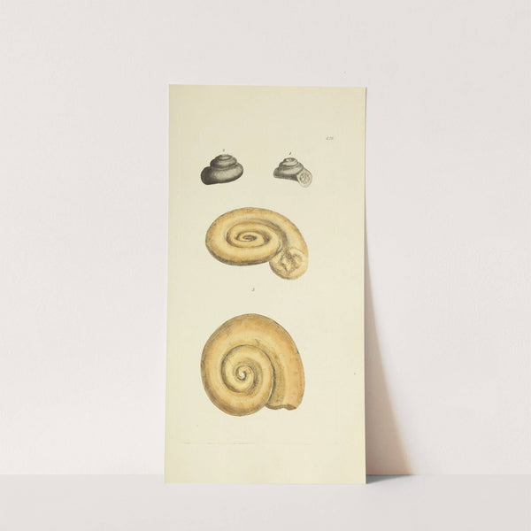 The mineral conchology of Great Britain Pl.511 by James Sowerby