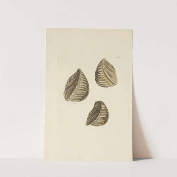 The mineral conchology of Great Britain Pl.513 by James Sowerby