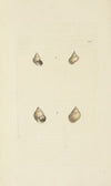 The mineral conchology of Great Britain Pl.515