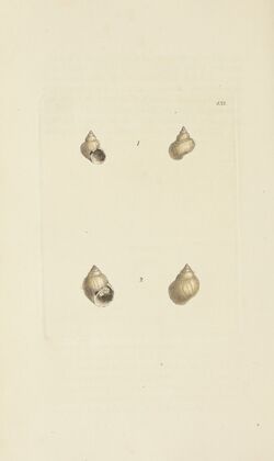 The mineral conchology of Great Britain Pl.515