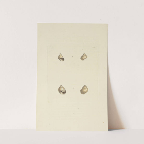 The mineral conchology of Great Britain Pl.515 by James Sowerby