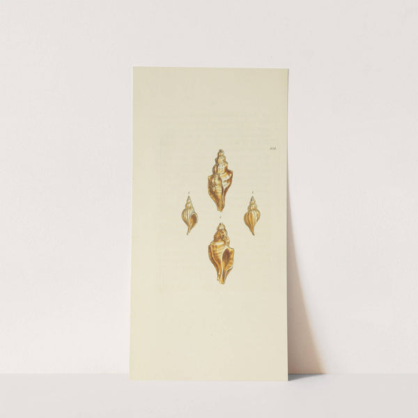 The mineral conchology of Great Britain Pl.516 by James Sowerby