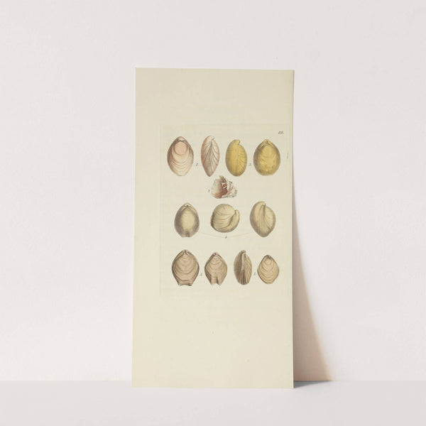 The mineral conchology of Great Britain Pl.517 by James Sowerby