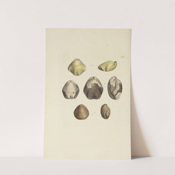 The mineral conchology of Great Britain Pl.519 by James Sowerby