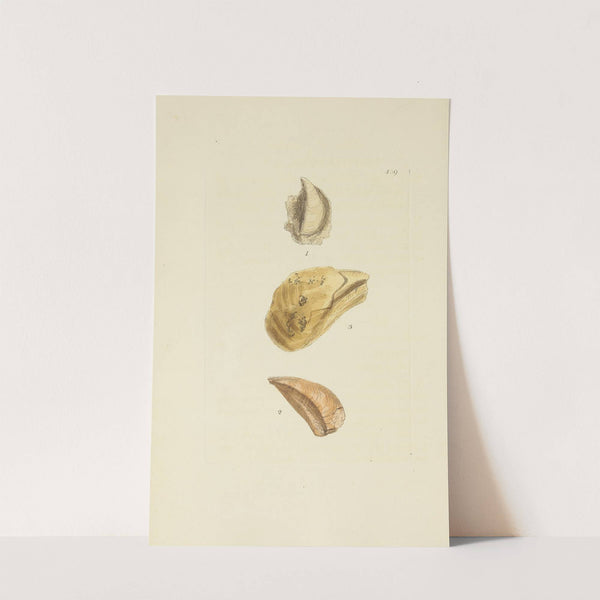 The mineral conchology of Great Britain Pl.521 by James Sowerby