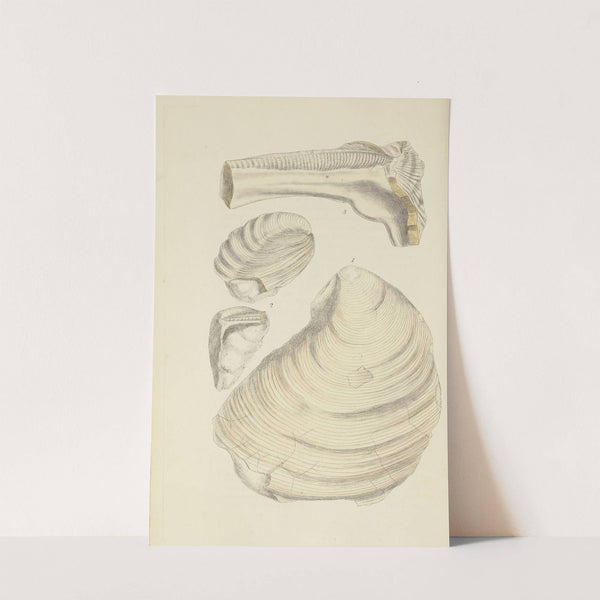 The mineral conchology of Great Britain Pl.522 by James Sowerby