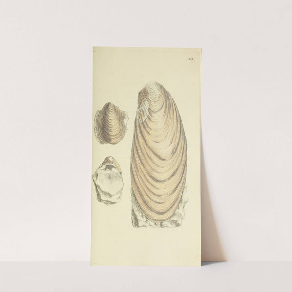 The mineral conchology of Great Britain Pl.524 by James Sowerby