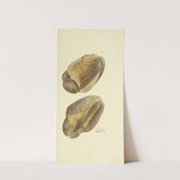 The mineral conchology of Great Britain Pl.525 by James Sowerby