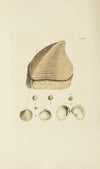 The mineral conchology of Great Britain Pl.526