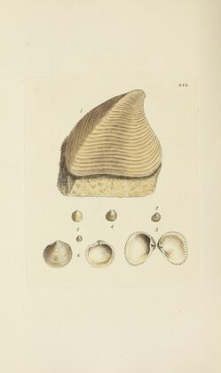 The mineral conchology of Great Britain Pl.526