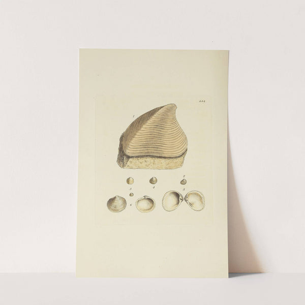 The mineral conchology of Great Britain Pl.526 by James Sowerby