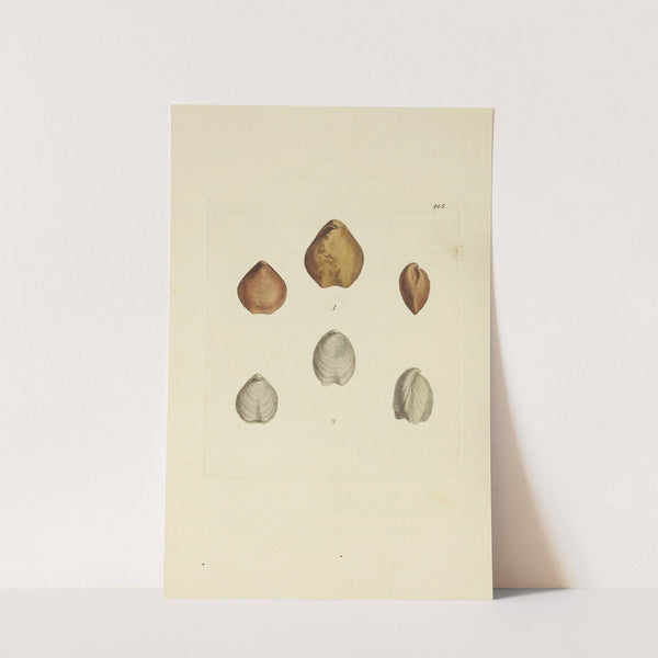 The mineral conchology of Great Britain Pl.527 by James Sowerby