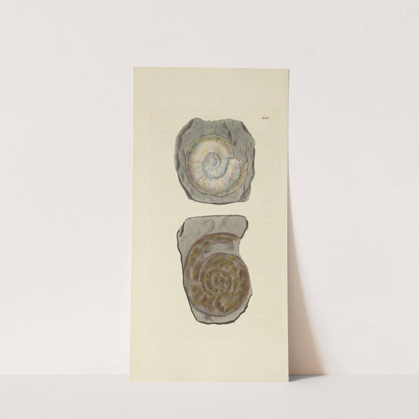 The mineral conchology of Great Britain Pl.530 by James Sowerby