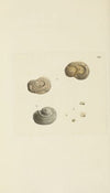 The mineral conchology of Great Britain Pl.532