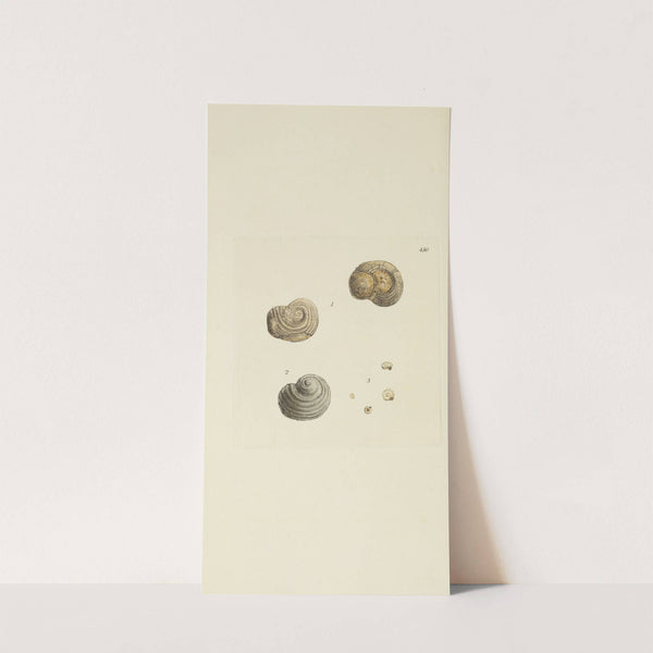 The mineral conchology of Great Britain Pl.532 by James Sowerby