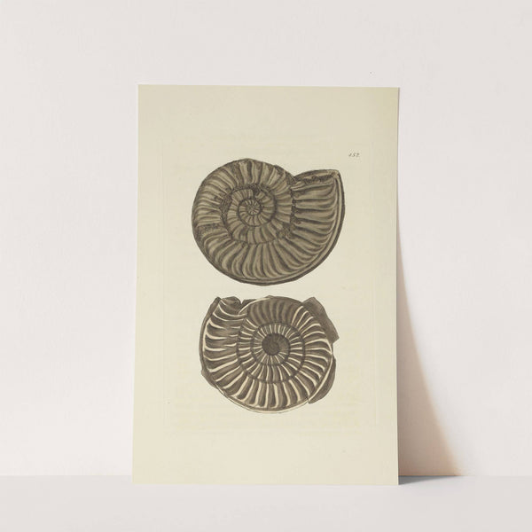 The mineral conchology of Great Britain Pl.534 by James Sowerby