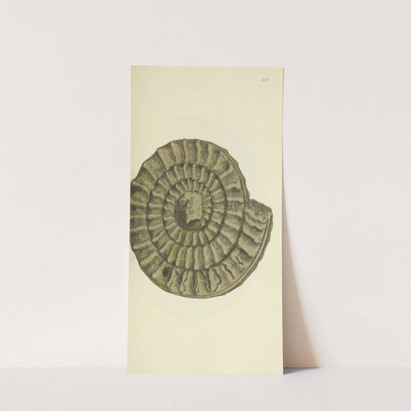 The mineral conchology of Great Britain Pl.535 by James Sowerby