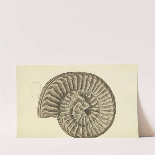 The mineral conchology of Great Britain Pl.536 (1812) by James Sowerby