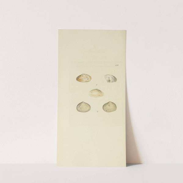 The mineral conchology of Great Britain Pl.537 by James Sowerby