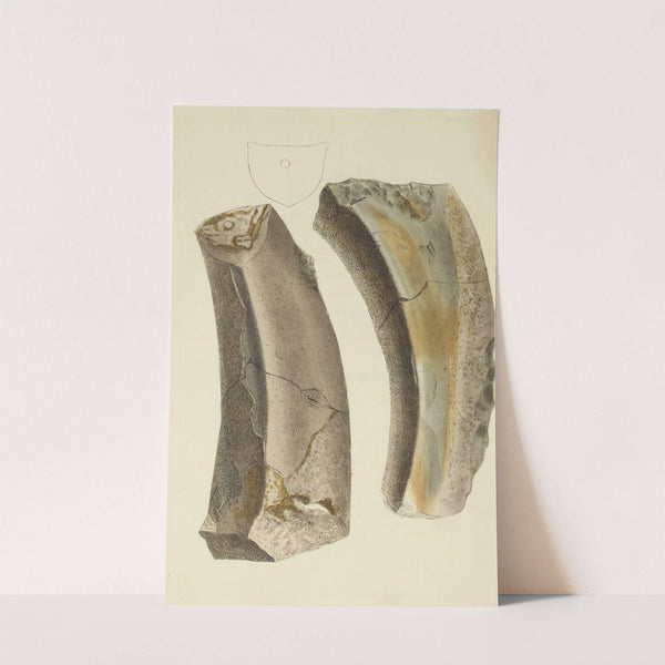 The mineral conchology of Great Britain Pl.538 by James Sowerby