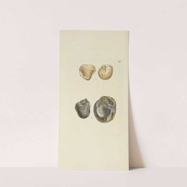 The mineral conchology of Great Britain Pl.539 by James Sowerby