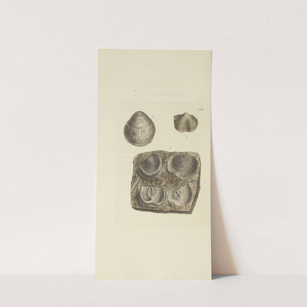 The mineral conchology of Great Britain Pl.540 by James Sowerby