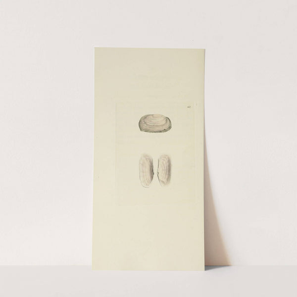 The mineral conchology of Great Britain Pl.543 by James Sowerby